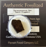Tyrannosaurus Rex Tooth Fragment