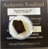 Tyrannosaurus Rex Tooth Fragment