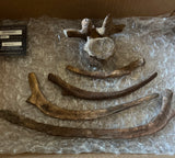 Pachycephalosaurus Rib & Vertebra Collection