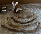 Pachycephalosaurus Rib & Vertebra Collection