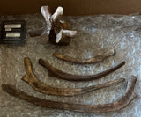 Pachycephalosaurus Rib & Vertebra Collection