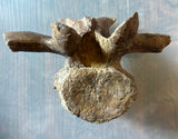 Pachycephalosaurus Rib & Vertebra Collection
