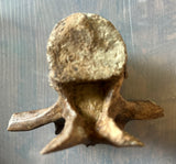 Pachycephalosaurus Rib & Vertebra Collection