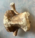 Pachycephalosaurus Rib & Vertebra Collection