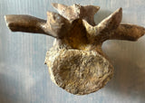 Pachycephalosaurus Rib & Vertebra Collection
