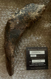 Tyrannosaurus Rex Fifth Metatarsal