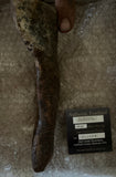 Tyrannosaurus Rex Fifth Metatarsal