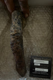 Tyrannosaurus Rex Fifth Metatarsal