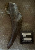 Tyrannosaurus Rex Fifth Metatarsal