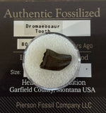 Dromaeosaur Tooth