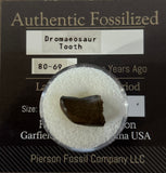 Dromaeosaur Tooth