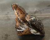 Triceratops Tooth