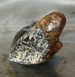 Triceratops Tooth