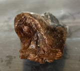 Triceratops Tooth