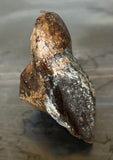Triceratops Tooth