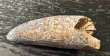 Tyrannosaurus Rex Premaxillary Tooth