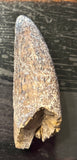 Tyrannosaurus Rex Premaxillary Tooth
