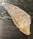 Tyrannosaurus Rex Premaxillary Tooth