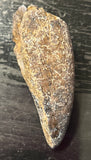 Tyrannosaurus Rex Premaxillary Tooth