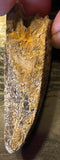 Tyrannosaurus Rex Premaxillary Tooth