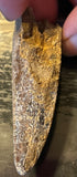 Tyrannosaurus Rex Premaxillary Tooth