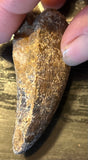 Tyrannosaurus Rex Premaxillary Tooth