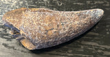 Tyrannosaurus Rex Premaxillary Tooth
