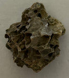 Tyrannosaurus Rex Bone Fragment
