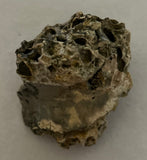 Tyrannosaurus Rex Bone Fragment
