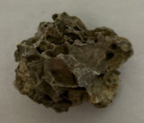 Tyrannosaurus Rex Bone Fragment