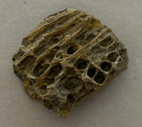 Tyrannosaurus Rex Bone Fragment