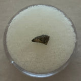 Archaeoraptor Tooth