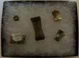 Fossilized Small Vertebrae Collection