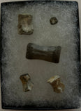 Fossilized Small Vertebrae Collection
