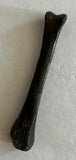 Raptor Limb Bone