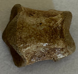 Struthiomimus Toe Bone
