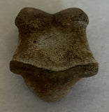 Struthiomimus Toe Bone