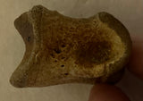 Struthiomimus Toe Bone