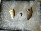 Fossilized Theropod Dinosaur Teeth