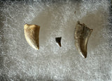 Fossilized Theropod Dinosaur Teeth