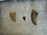 Fossilized Theropod Dinosaur Teeth