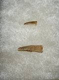 Fossilized Dinosaur Claws