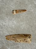 Fossilized Dinosaur Claws