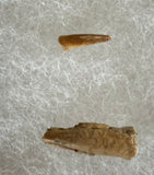 Fossilized Dinosaur Claws