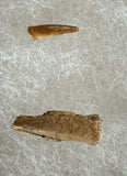 Fossilized Dinosaur Claws