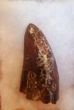 Unique! This tooth was professionally restored, and is in good condition with a nice patina and great serrations!