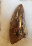 Unique! This tooth was professionally restored, and is in good condition with a nice patina and great serrations!