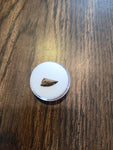 This is a 1/2" long Raptor tooth from the Hell Creek formation in Garfield County, Montana. It is in great condition with no significant repair or restoration L-1/2" W-1/4" Anterior-0%