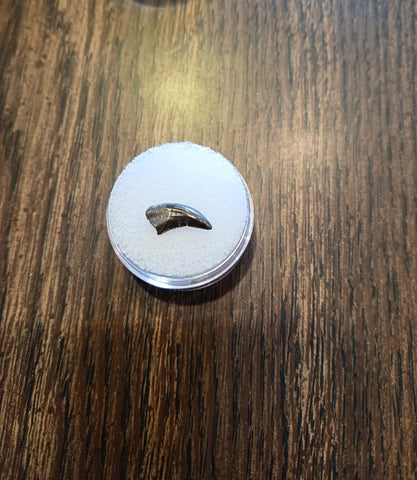 This is a 1/2" long Raptor tooth from the Hell Creek formation in Garfield County, Montana. It is in great condition with no significant repair or restoration L-1/2" W-1/4" Anterior-95