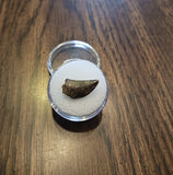 This is a 11/16" long Raptor tooth from the Hell Creek formation in Garfield County, Montana. It is in great condition with no significant repair or restoration L-11/16" W-3/8" Anterior-85%